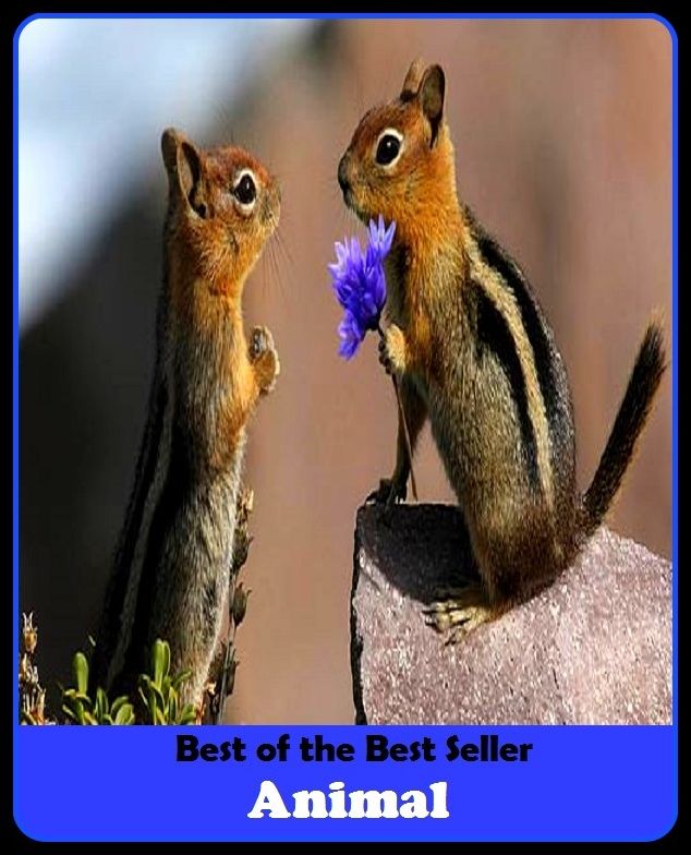Best of the best seller Animal(behavior,conduct,habits,style of living,way of acting,act,action,attitude,conduct,demeanor)