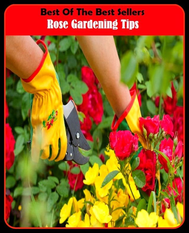 Best of The Best Sellers	Rose Gardening Tips (back yard, bed, field, greenhouse, nursery, patio, terrace, conservatory, enclosure, hothouse)
