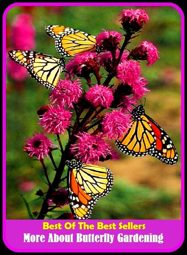 Best of The Best Sellers	More About Butterfly Gardening (- back yard, bed, field, greenhouse, nursery, patio, terrace, conservatory, enclosure, hothouse)