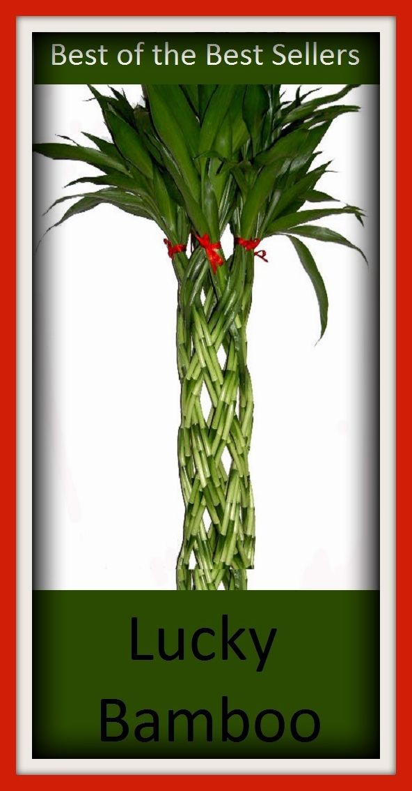 99 Cent Best Seller Lucky Bamboo ( Theology, Ethics, Thought, Theory, Self Help, Mystery, romance, action, adventure, sci fi, science fiction, drama, horror, thriller, classic, novel, literature, suspense )