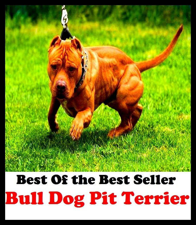 Best of the Best Sellers Bull Dog Pit Terrier ( American Stock Exchange, yawning abyss, L, workings, Wall Street, wings, abyss, wheat pit, acting area, welt, alveolation )