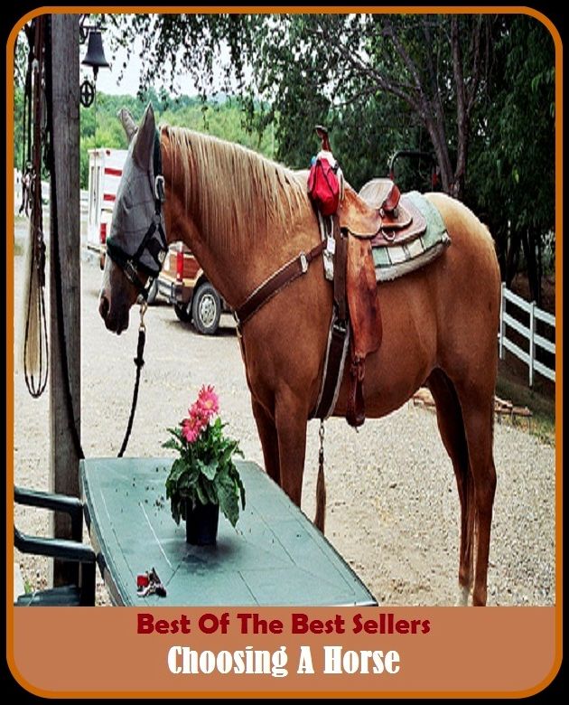 Best of the Best Sellers Choosing A Horse ( chooser, choosey, choosey, choosiness, choosing, choosy, choose, chop, chop and change, chop down )