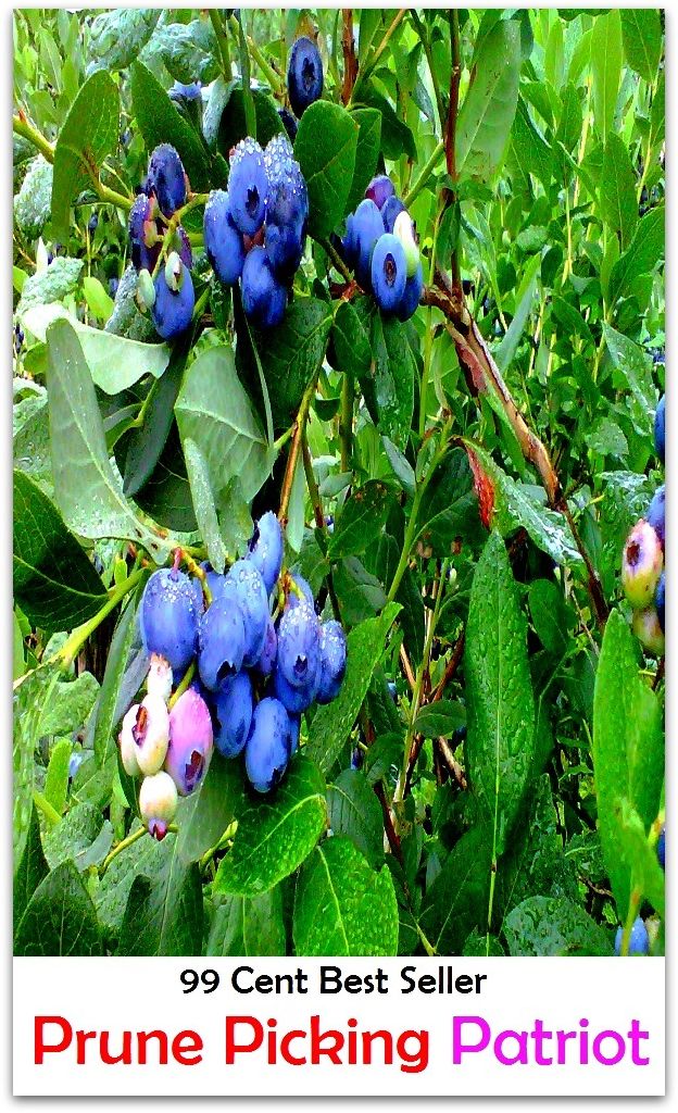 Adventure: 99 cent best seller Adventure, Horror, Mystery Classics Best Seller's for 99 Cents Prune Picking Patriot (Mystery, romance, action, adventure, war thriller, horror, thriller, suspense, vampire, devil, hell, death )