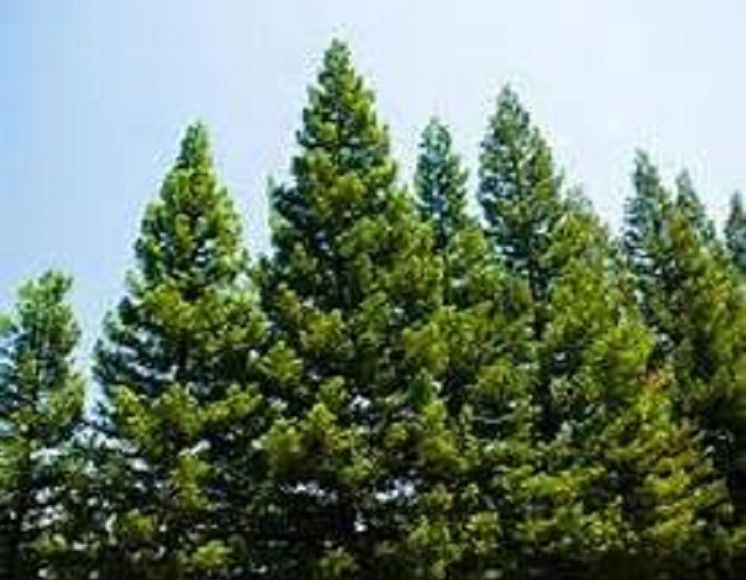 Our Native Trees and How to Identify Them Presented by Resounding Wind Publishing