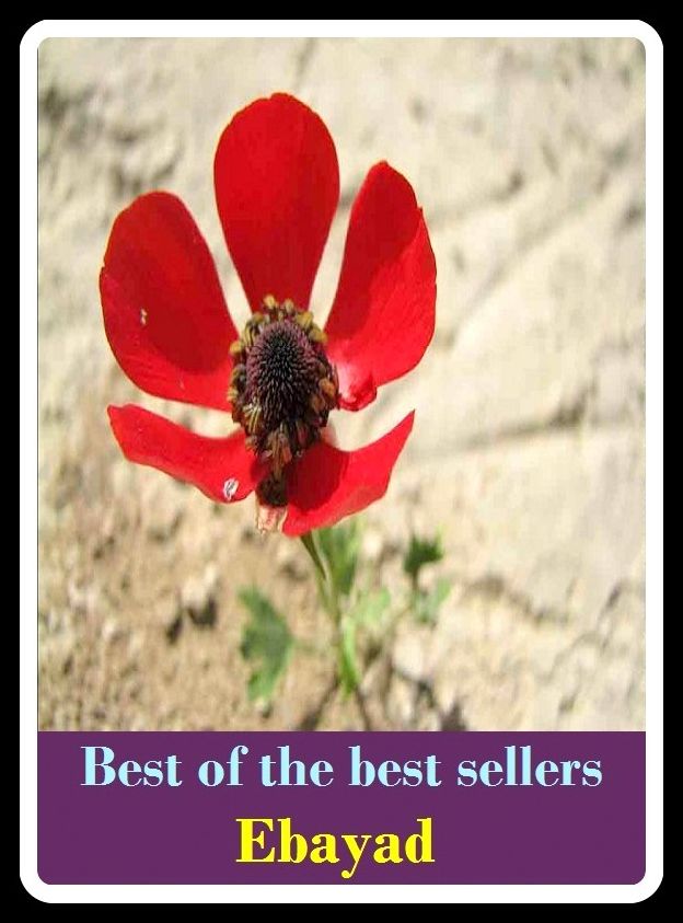 Best of the Best Sellers Ebayad ( Eba, bale, mount, Sebastien, debauchee, eBay, Bayer, ebb, ebb and flow, ebb away, ebb down )