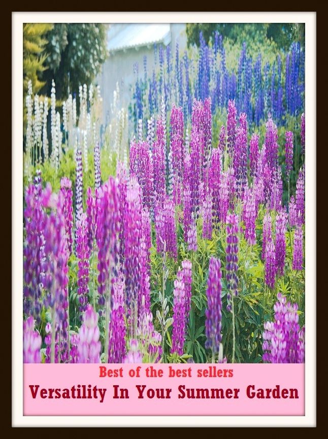 Best of the Best Sellers Versatility In Your Summer Garden (back yard, greenhouse, tarrace, hothouse, plot, bed, nursery, conservatory, oasis, cold frame, field, patio, enclosure, patch)