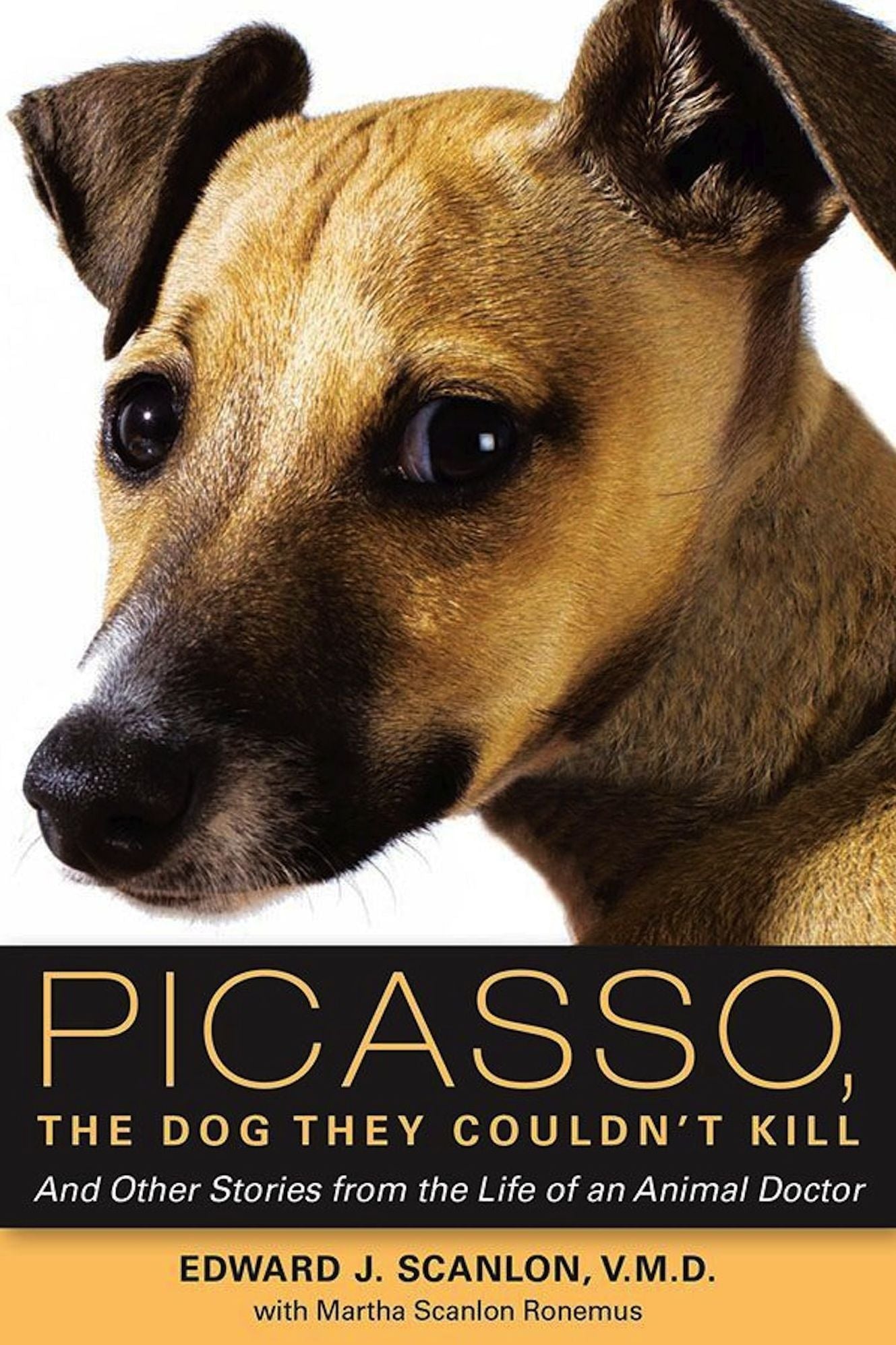 Picasso, The Dog They Couldn't Kill: And Other Stories from the Life of an Animal Doctor