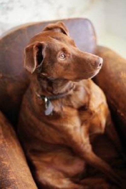 Perfect Handbook for Imperfect Dog Owners
