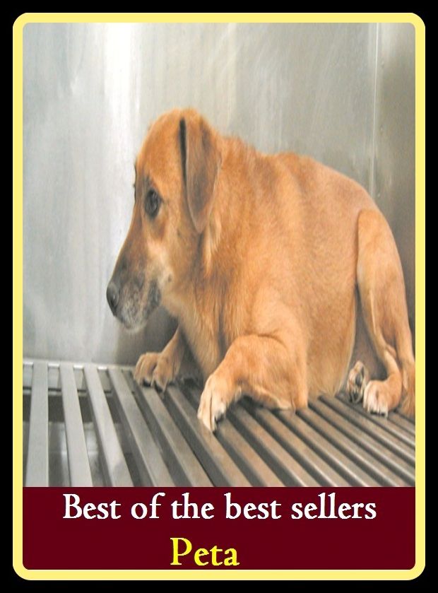 Best of the best sellers Pet ( pet store, pet tag, petite, sander, pet-food, Pete, peat-, petabyte, petabyte, peach titivate, flopped)