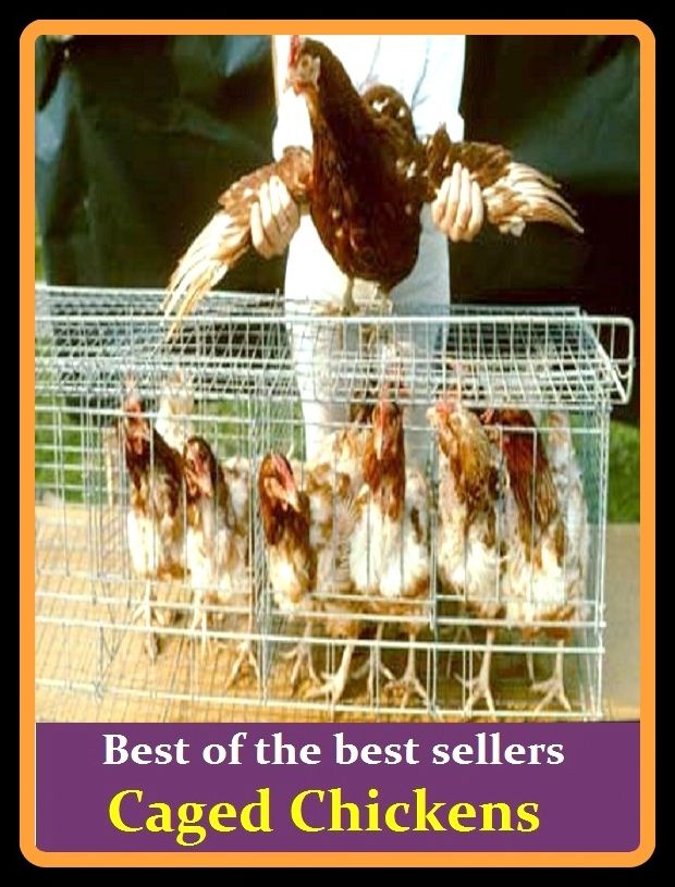 Best of the best sellers Caged Chickens ( cage fighting, cage in, cage match, cage bird, caged, ageless, cage like, cage ling, cage mate, cage)