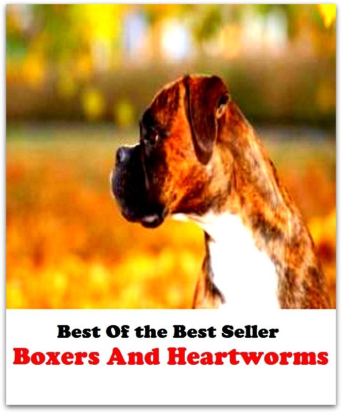 Best of the best sellers Boxer S And Heartworms ( online marketing, computer, hardware, blog, frequency, laptop, web, net, mobile, broadband, wifi, internet, bluetooth, wireless, e mail, download, up load, personal area network, software, bug )