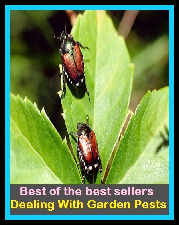 Best of The Best Sellers	Dealing With Garden Pests (back yard, bed, field, greenhouse, nursery, patio, terrace, conservatory, enclosure, hothouse)