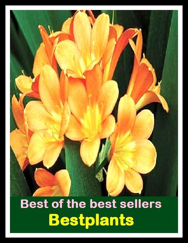 Best of The Best Sellers	Bestplants (first,first-rate,leading,outstanding,perfect,terrific,tough,ac)
