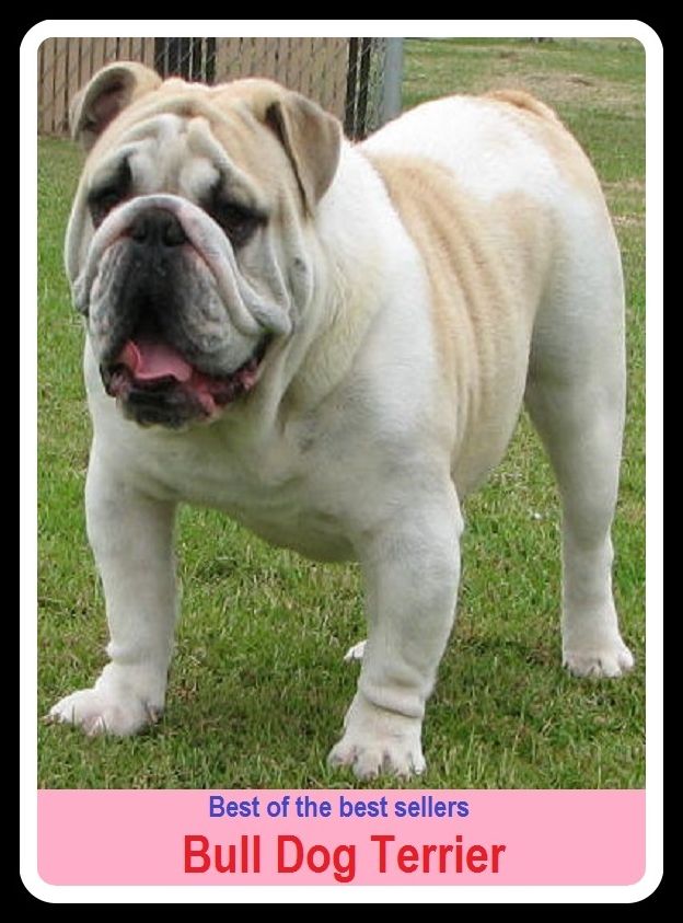 Best of the Best Sellers Bull Dog Terrier ( bulldog, carriage dog, Large, powerful dogs are frequently targeted, including Akitas, chow chows, Dalmatians , Dobermans, German Shepherds, Great Danes, pit bulls )