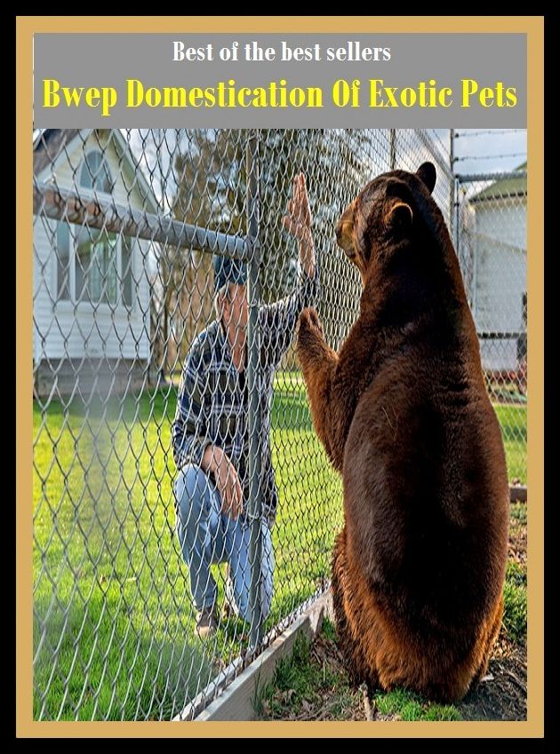 Best of the best sellers Bwep Domestication Of Exotic Pets ( cherished, darling, rdear, deare, arendearing, favored, loved, preferred, special, affectionate )
