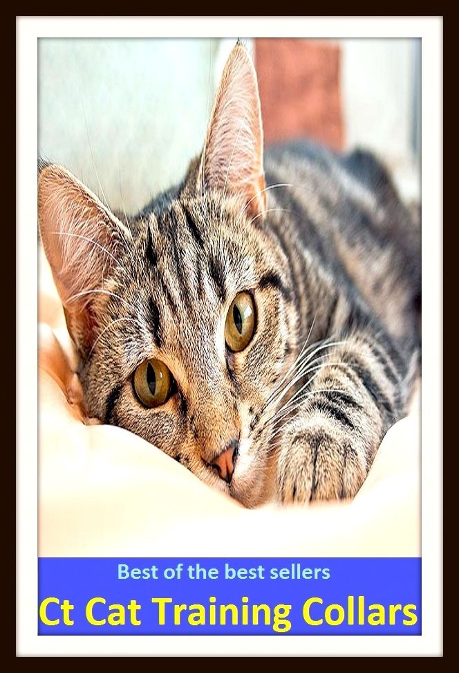 Best of the Best Sellers Ct Cat Training Collars (collate, collatera, colic, colicky, coliseum, collaboration, collage, collective, collectanea, colleague