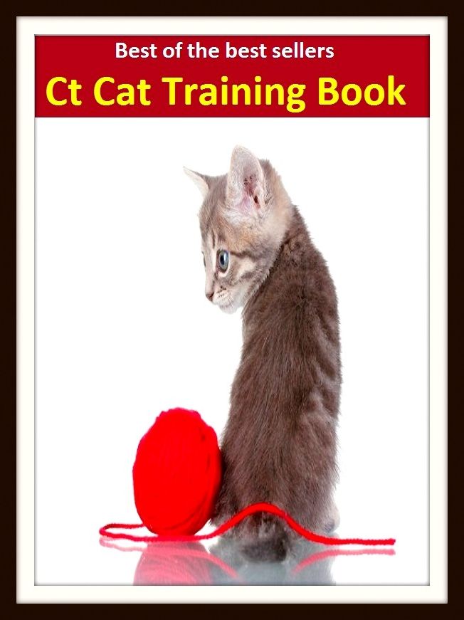 Best of the Best Sellers Ct Cat Training Book (Holy Writ, write up, Spenserian stanza, write in, airing, write, ante, words, arraign, volume)