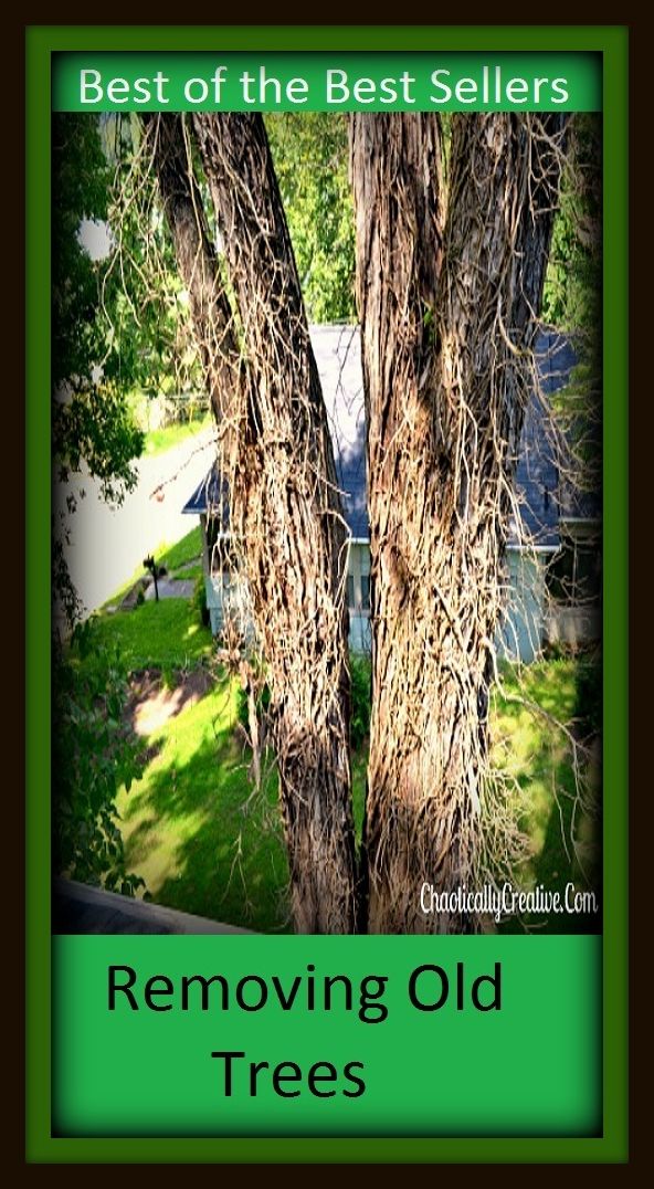 Best of The Best Sellers	Removing Old Trees (forest,sapling,seedling,shrub,timber,wood,hardwood,pulp,softwood,stock)
