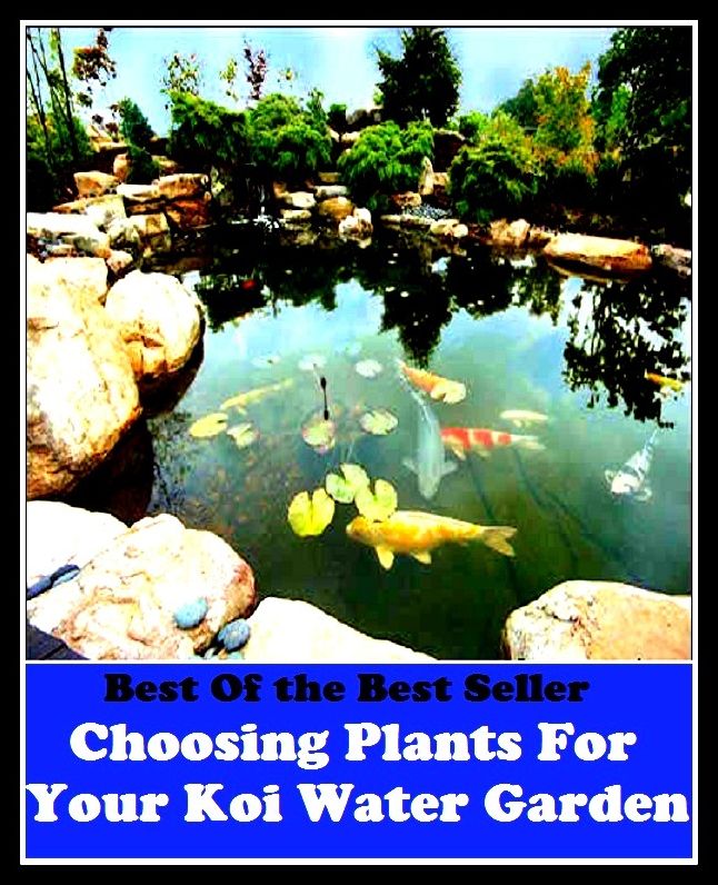 Best of the Best Sellers Choosing Plants For Your Koi Water Garden (chooser, choosey, choosiness, choosiness, choosing, choosy, choozle, chop, chop and change, chop down)