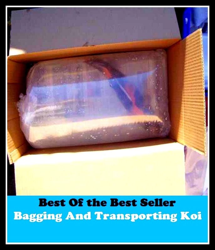 Best of the Best Sellers Bagging And Transporting Koi (baggie, baggies, baggily, bagginess, bagging, baggy, baggy panting, baggy wrinkle, bag, Azana Kashmir, Baghdad)