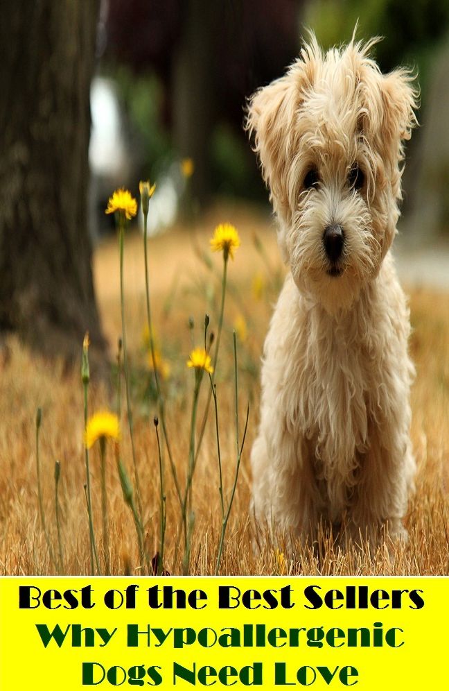 Best of the best seller Why Hypoallergenic Dogs Need Love(dog,lover,treasure,beloved,cat,darling,dear,evergreen,idol,jewel)