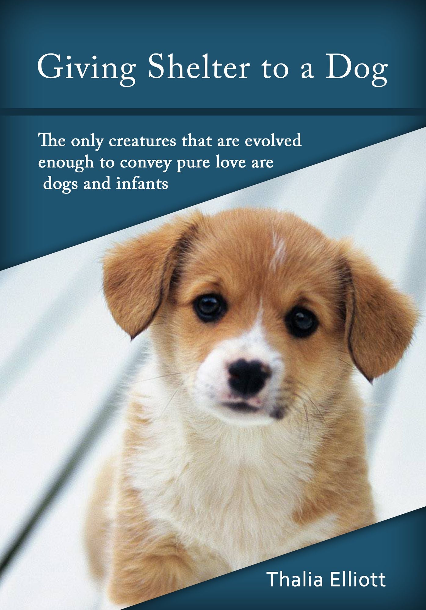 Giving shelter to a Dog