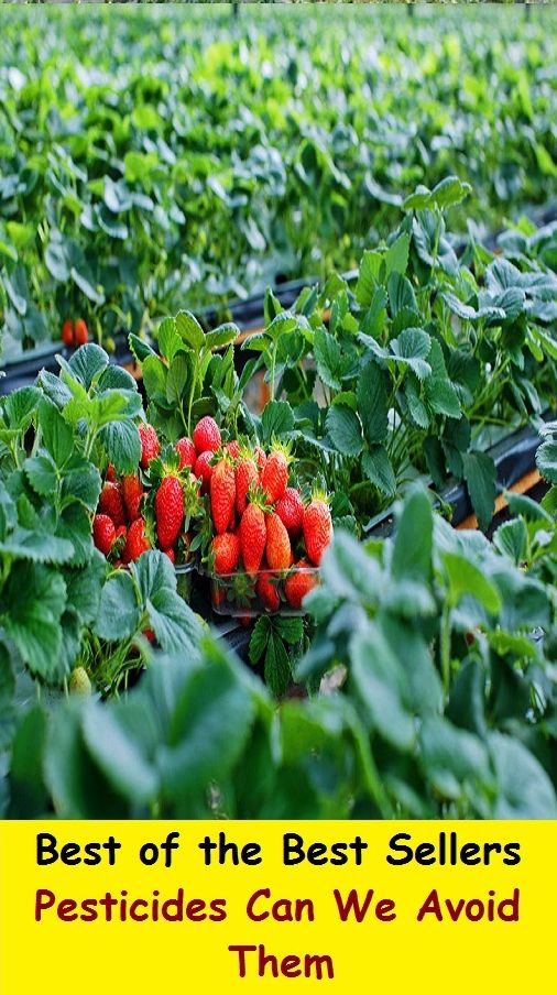 Best of the Best Sellers	Pesticides Can We Avoid Them(catastrophe, plague, calamity, disaster, pest)