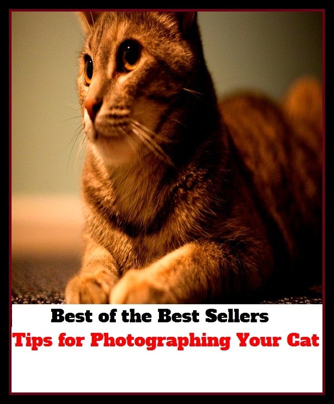 Best of the Best Sellers Tips for Photographing Your Cat (tiptoe, antiviral, antiviral dis odium, Ypsilanti, tips, tip sheet, tipsily, tipsily, tipsiness, tip staff)