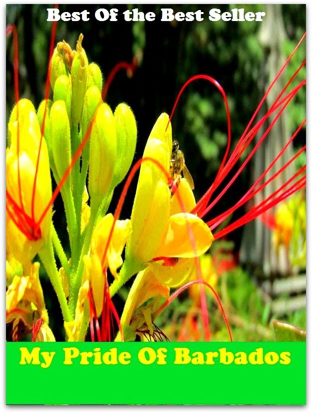 Best of the best sellers My Pride Of Barbados ( book, drama, fable, myth, story, tale, narrative, account, yarn, legend, fairy tale, chronicle, anecdote )