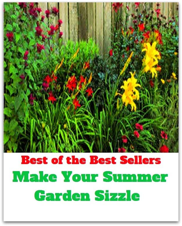 Best of the Best Sellers Make Your Summer Garden Sizzle (back yard, greenhouse, tarrace, hothouse, plot, bed, nursery, conservatory, oasis, cold frame, field, patio, enclosure, patch)