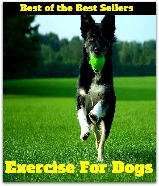 Best of the Best Sellers Exercise For Dogs (exercise bike, exercise book, exercise device, exercise directing staff, exercise filled mine, exercise in futility, exercise incident, exercise machine, exercise mine, exercise movement techniques)