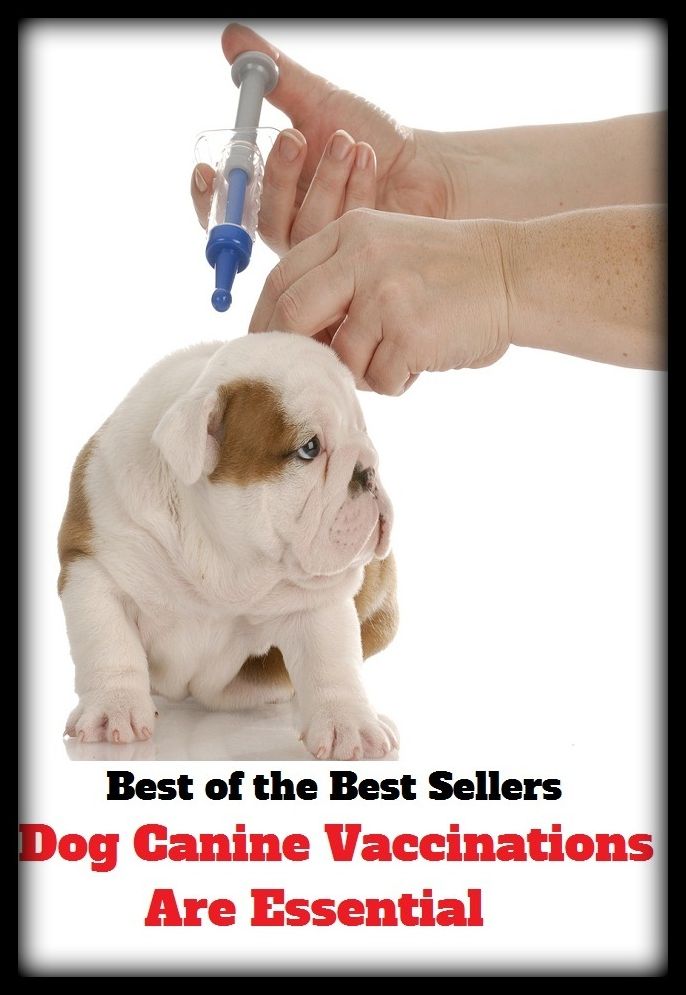 Best of the Best Sellers Dog Canine Vaccinations Are Essential ( Essential, wanted, axiom, vital, bare necessities, unforgoable, basic, undifferenced, bedrock, uncluttered, brass tacks, turning point, called for)
