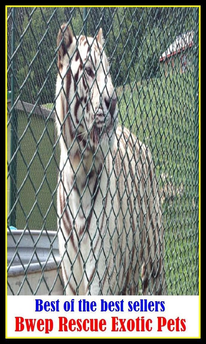 Best of the best sellery Bwep Rescue Exotic Pets ( cherished, darling, rdear, deare, arendearing, favored, loved, preferred, special, affectionate )