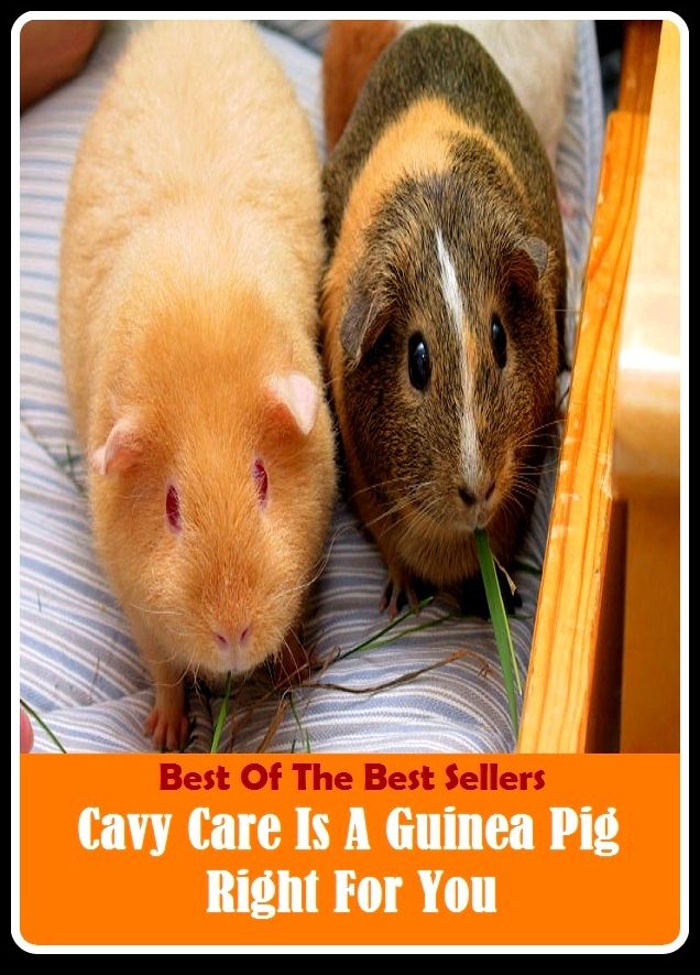 Best of the Best Sellers Cavy Care Is A Guinea Pig Right For You ( care, attempt, endeavor, effort, attention, taking care, looking after, charge, anxiety, guardianship )