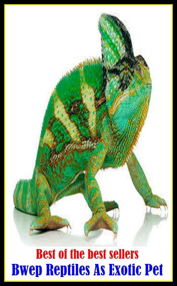 Best of the best sellery Bwep Reptiles As Exotic Pet ( alien, alluring, bizarre, colorful, curious, different, fascinating, glamorous, peculiar, romantic, strange )