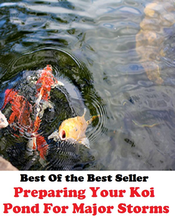 Best of the Best Sellers Preparing Your Koi Pond For Major Storms (prepared response, prepared, preparedness, preparer, preparing, prepares, prepares, prepare, prep arty, pretested)