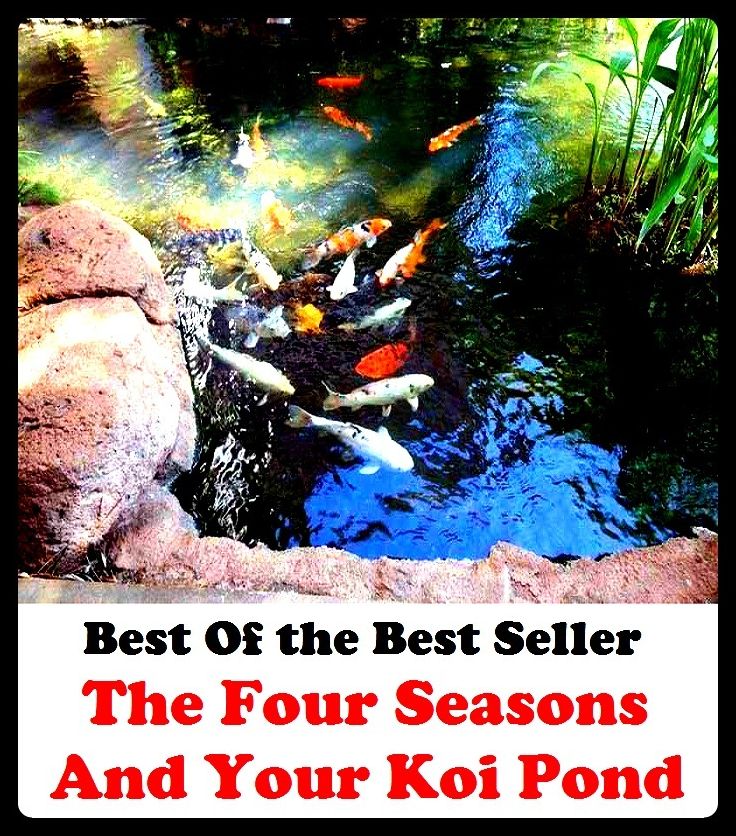 Best of the Best Sellers The Four Seasons And Your Koi Pond (the foreign exchange, the former, the foundry, the four horsemen of the apocalypse, the four million, the fourposter, the fox, the Frankfurt group & holdings, the fresh market, the frogs)