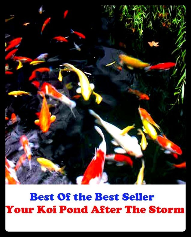 Best of the Best Sellers Your Koi Pond After The Storm (your face, your grace, your highness, your honor, your honor, your love, your maj, your majesty, your mileage may vary, your mission, should you choose to accept it)