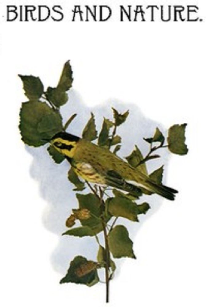 Birds and Nature (Illustrated)