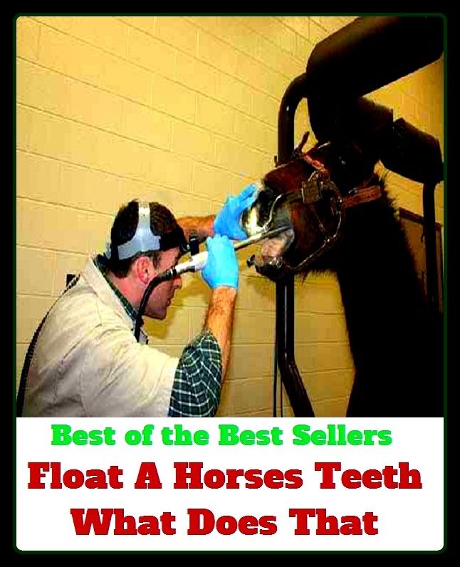 Best of the Best Sellers Float A Horses Teeth What Does That (colt, filly, mare, stallion, bronco, foal, gelding, mustang, nag, plug, pony)