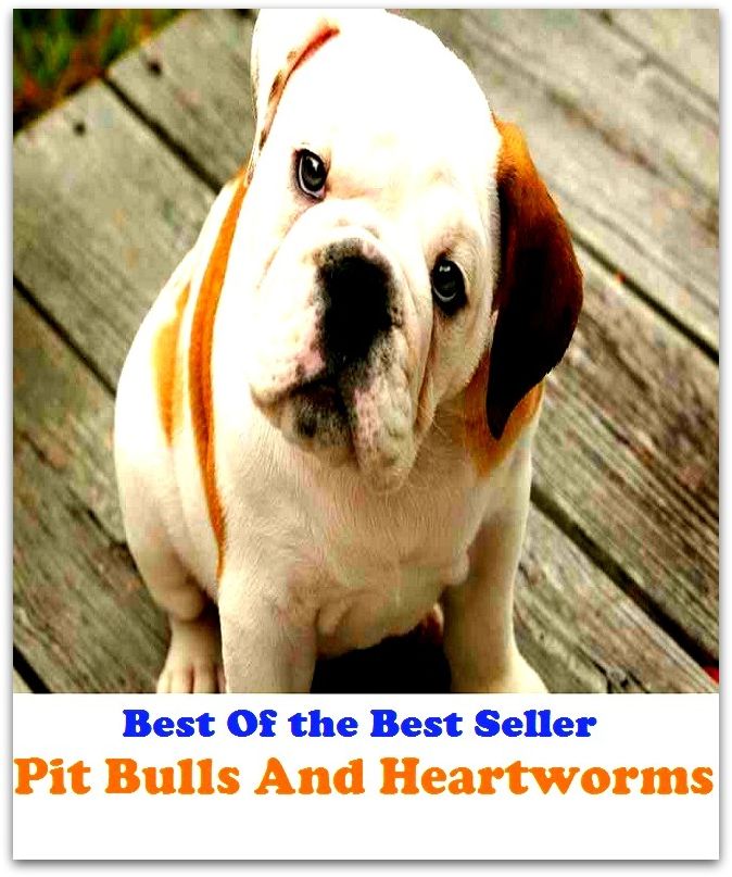 Best of the best sellers Pit Bulls And Heartworms ( online marketing, computer, hardware, blog, frequency, laptop, web, net, mobile, broadband, wifi, internet, bluetooth, wireless, e mail, download, up load, personal area network, software )