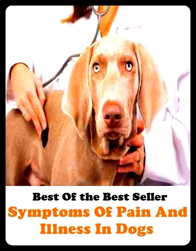 Best of the best sellers Symptoms Of Pain And Illness In Dogs ( exercise, meditation, acupuncture, disease, digestive system, formula, medicine, remedy, fix, treatment, action, conduct, behavior, handling, gastrin, fitness, vitamins )