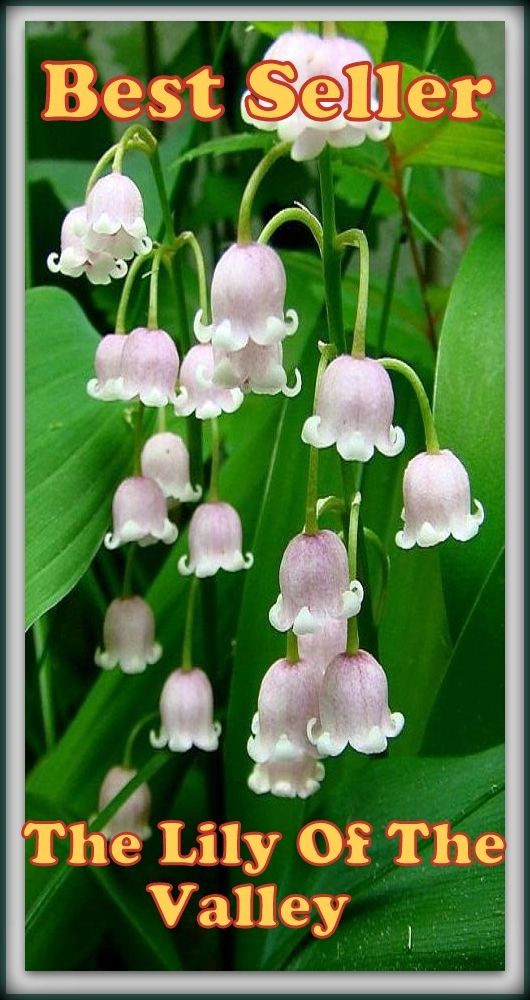 Best Seller The Lily of the Valley ( adventure, fantasy, romantic, action, fiction, humorous, historical, romantic, thriller, crime, journey, battle, war, science fiction, amazing, Greeks, Trogan war, romance )
