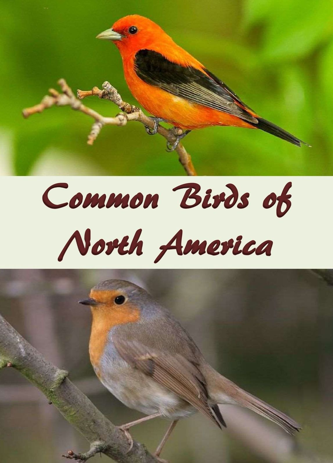 Common Birds of North America: An Illustrated Guide to 50 of the Most Common North American Birds