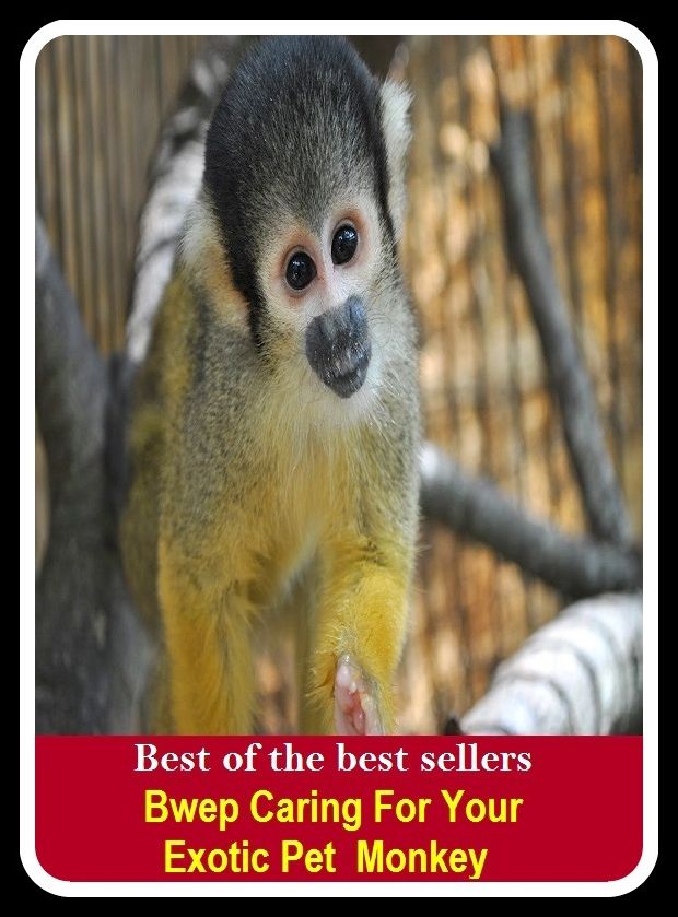 Best of the Best Sellers Bwep Caring For Your Exotic Pet Monkey ( ape, baboon, chimpanzee , gorilla ,lemur ,orangutan, anthropoid, imp, monk, rascal, scamp )