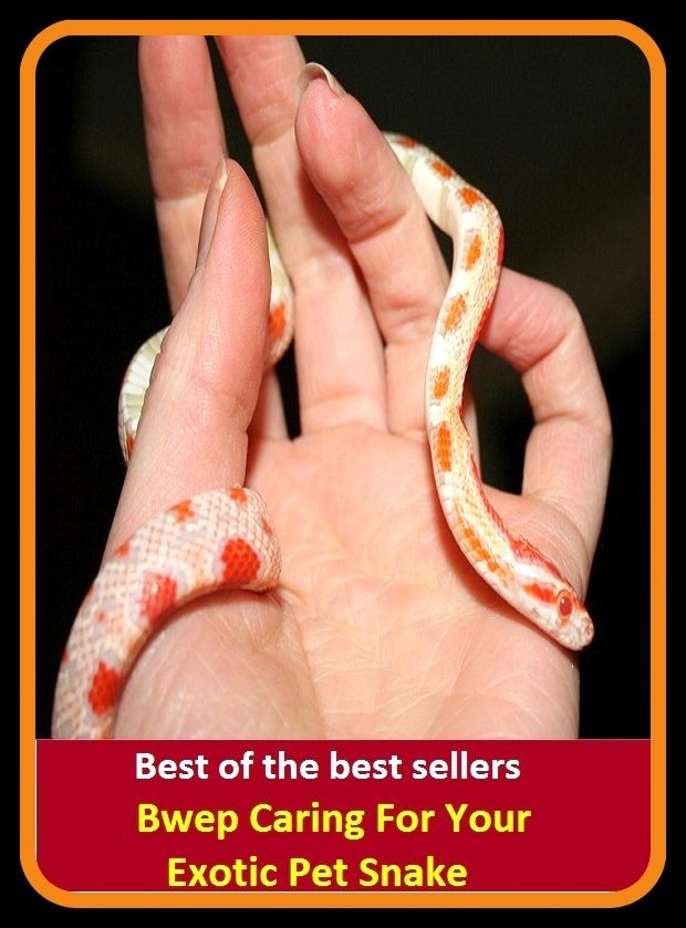 Best of the Best Sellers Bwep Caring For Your Exotic Pet Snake ( alien, alluring, bizarre, colorful, curious, different, fascinating, glamorous, peculiar, romantic, strange )