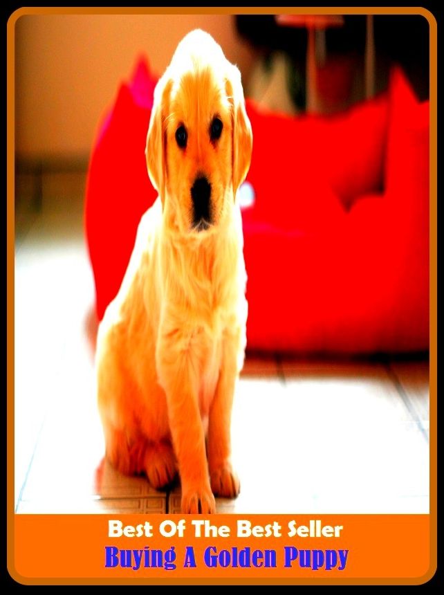 Best of the Best Sellers Buying A Golden Puppy ( achingly sweet, yellowish, agreeable, xanthous, appealing, worthy, arioso, white-haired, auric, tuneful, aurous, )