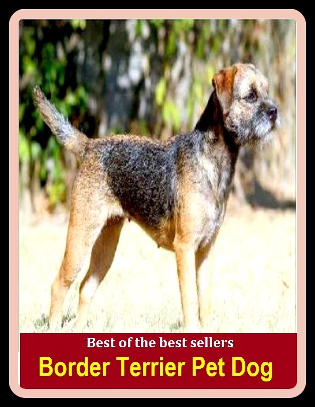 Best of the Best Sellers Border Terrier Pet Dog ( Border, frontier, boundary, borderline, perimeter, marches, bounds, edge, margin, perimeter, circumference)