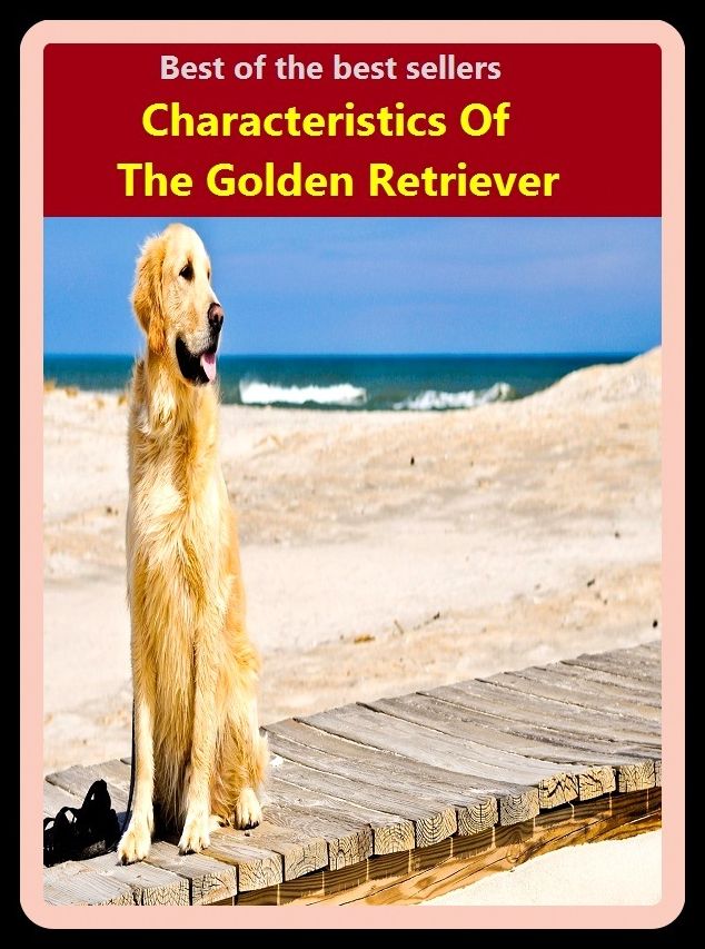 Best of the Best Sellers Characteristics Of The Golden Retriever ( achingly sweet, yellowish, agreeable, xanthous, appealing, worthy, arioso, white-haired, auric, tuneful, aurous, tremendous, beige )