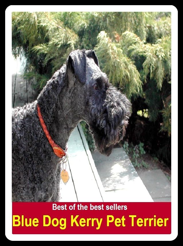Best of the Best Sellers Blue Dog Kerry Pet Terrier ( Pet, favorite, favored, cherished, dear to one's heart, particular, special, personal, caress, fondle, pat)